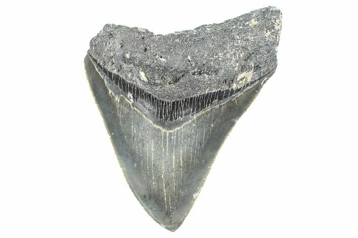 Serrated, Fossil Megalodon Tooth - North Carolina #358945